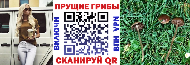Купить закладки  Алзамай  Галлюциногенные грибы MAGIC MUSHROOMS 